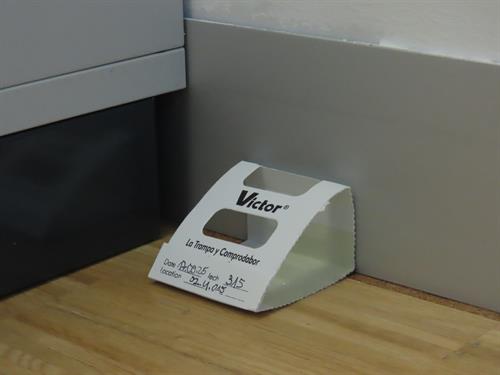 Foto: Vor dem Buchregal eine Klebefalle für Schädlinge